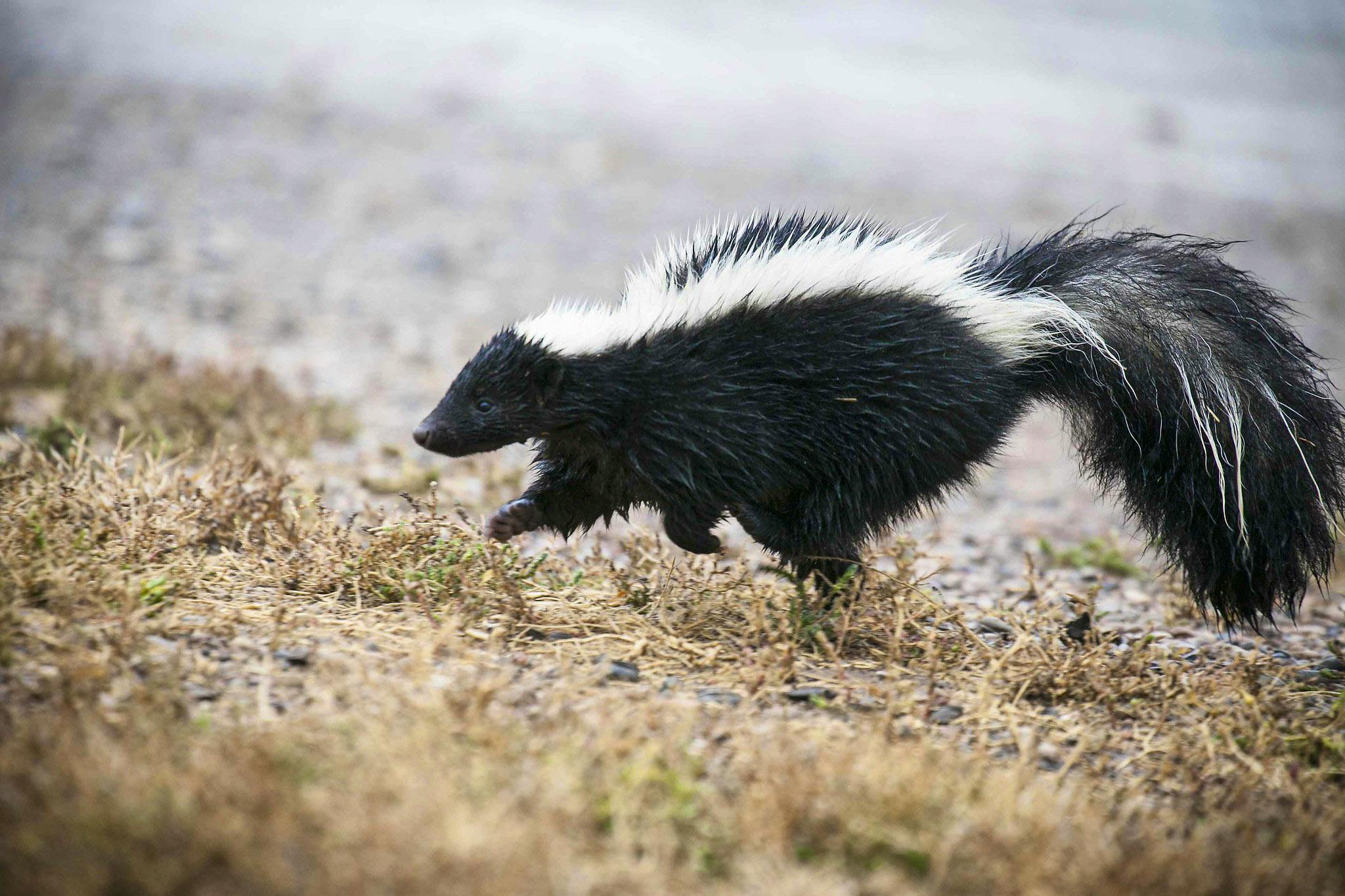Striped Skunk